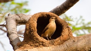 palavra-composta-joao-de-barro
